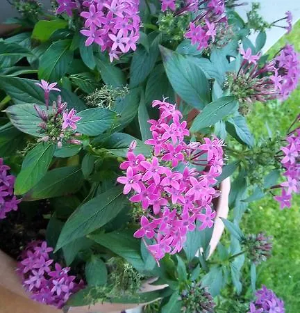 Casa Vacanze I Borghi דירה *